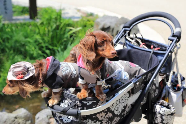Funny dogs in a stroller — Stock Photo, Image