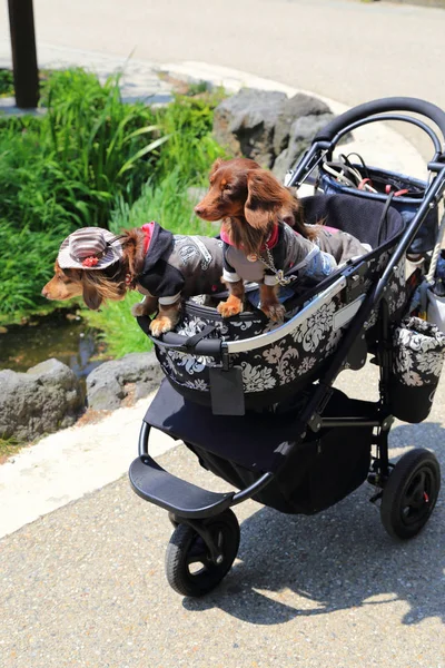 Two dogs in a stroller