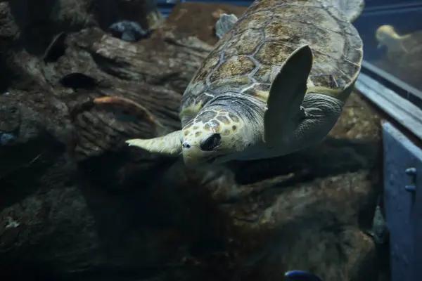 Akvaryum yüzme turtle