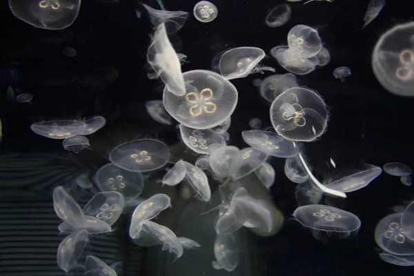 jellyfishes akvaryum