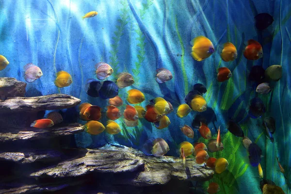 Renkli akvaryum balık