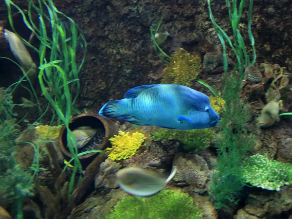 Akvaryumdaki mavi balık