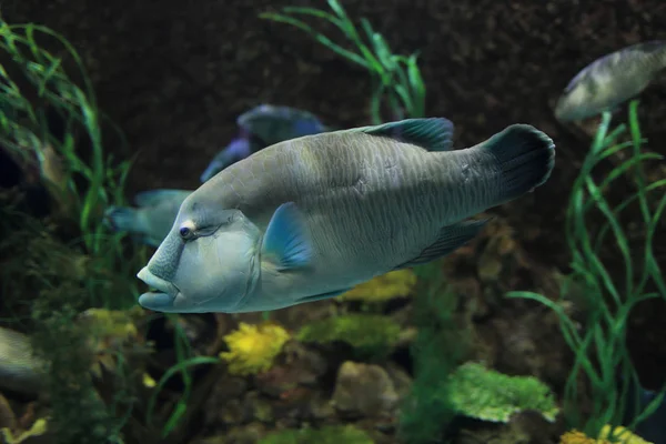 Gri içinde belgili tanımlık akvaryum balık