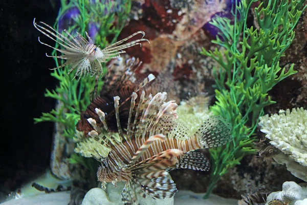 tropikal balıkları akvaryum