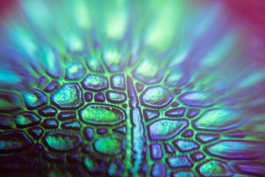 Aurora borealis şeklinde bulanık bir arka planda, neon renkli timsah derisi dokusu. Renk konsepti 2019. Pembe, nane, mor. Yaratıcı arkaplan.