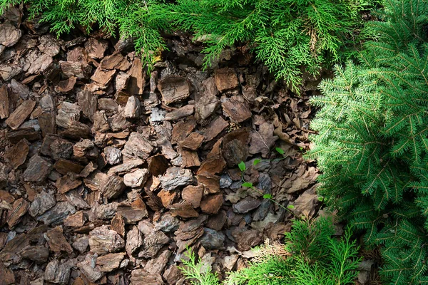 Kozalaklı ağaçlar ve çalılar alp hill kabuğu ile Birinindaha.