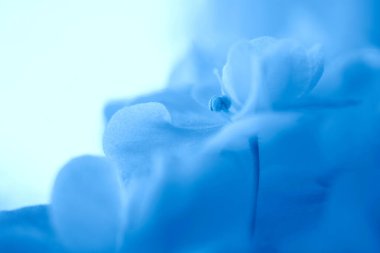 Mavili menekşe çiçekli arka plan. Çiçekler, arka plan, trend, renk 2020, makro