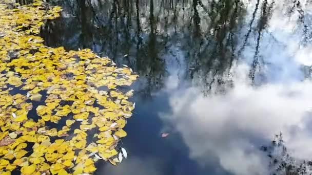 看着漂浮在湖面上的黄色落叶 天空反射着云彩和树木 框架是静态的 秋天的概念 — 图库视频影像