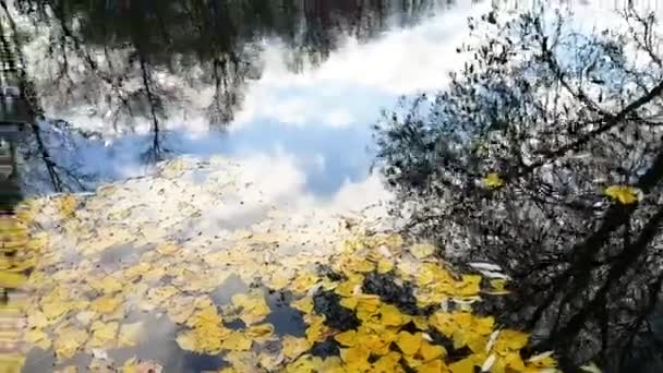 View Yellow Fallen Leaves Float Surface Water River Blue Sky — Stockvideo