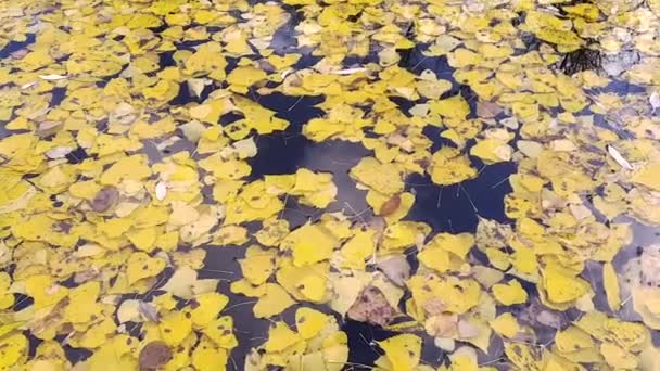 Closeup Yellow Fallen Leaves Float Surface Lake Water Blue Sky — Stockvideo