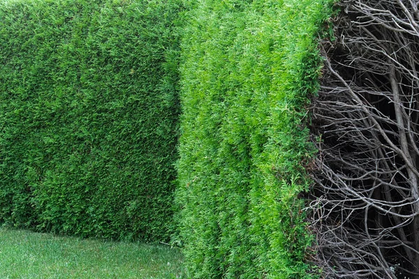 Vista del seto desde thuja. Formación de arbustos durante el crecimiento de arbustos. Concepto de fondo, textura, cuidado de plantas, poda y corte . —  Fotos de Stock