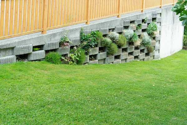 View of the fence in the form of a concrete wall with holes in which ampelous plants grow against a green lawn. Concept background, texture, landscape design. — 스톡 사진