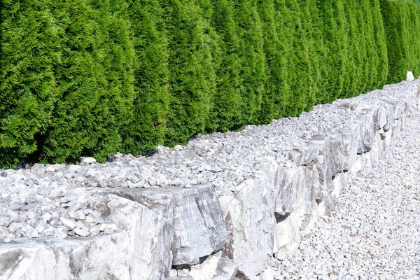 Vista del seto en forma de una pared sólida de arborvitae que crecen en una baja elevación de piedras blancas. Concepto de fondo, textura, cuidado de plantas, poda y corte . —  Fotos de Stock