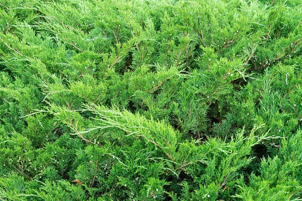 Het uitzicht op de jeneverbes is horizontaal. Naaldstruik. Concept achtergrond, textuur, planten. — Stockfoto