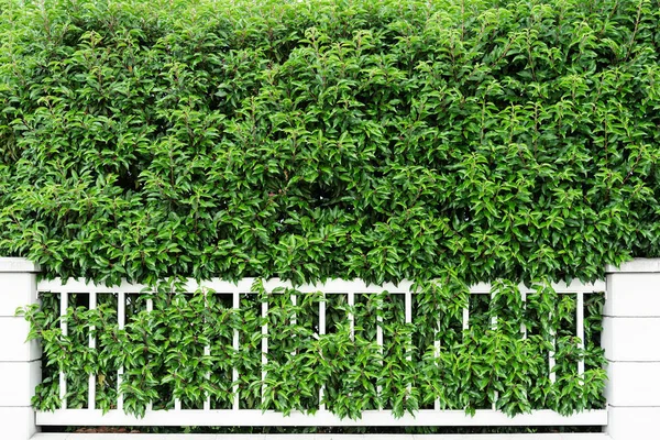 Vista del seto en forma de una pared sólida de arbustos caducos y una cerca blanca decorativa baja. Concepto de fondo, textura, cuidado de plantas, poda y corte . —  Fotos de Stock