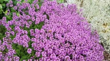 Güneşli bir yaz gününde bir arı sürüsü pembe bir kekik çalısından toz toplar. Arıcılık, doğa, böcekler, ekoloji.