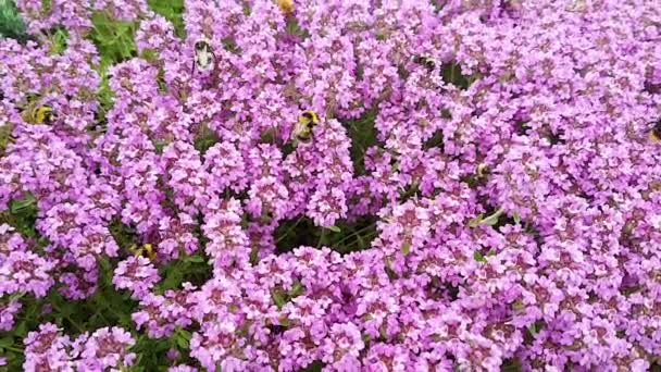 A flock of bees collects dust from a pink thyme bush on a sunny summer day. The concept of beekeeping, nature, insects, ecology. — Stock Video