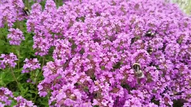 Ένα σμήνος μελισσών μαζεύει σκόνη από ένα ροζ θάμνο θυμαριού μια ηλιόλουστη καλοκαιρινή μέρα. Η έννοια της μελισσοκομίας, η φύση, τα έντομα, η οικολογία. — Αρχείο Βίντεο
