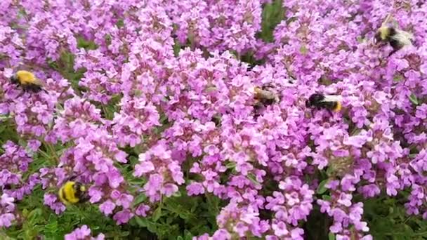 A flock of bees collects dust from a pink thyme bush on a sunny summer day. The concept of beekeeping, nature, insects, ecology. — Stock Video