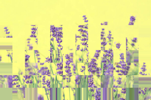 Abstract natural geometric composition of lavender in purple on a yellow background. Abstraction. Mosaic. The concept of the holiday, plants, background, garden, landscape design