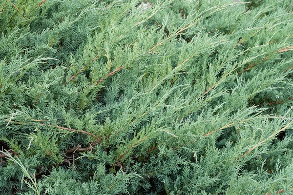 Het Uitzicht Thuja Horizontaal Naaldstruik Concept Achtergrond Textuur Planten — Stockfoto