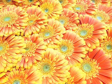 Turuncu Gerbera çiçeklerinin düz manzarası. Tatil konsepti, düz alan, bahar, bahçe, yaz, arka plan.