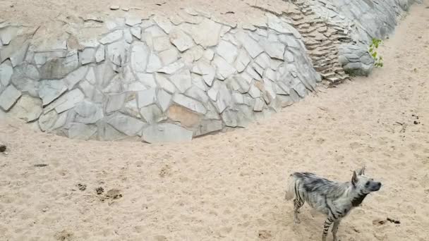Una hiena se para en la arena de un zoológico, mira con cuidado hacia adelante y se lame los labios . — Vídeos de Stock