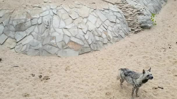 動物園の砂の上にはハイエナが立っており、慎重に前方を眺め、フレームを残します. — ストック動画