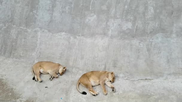 Dua singa betina, salah satunya sedang hamil, berbaring di atas penutup beton di kebun binatang dan tidur. — Stok Video