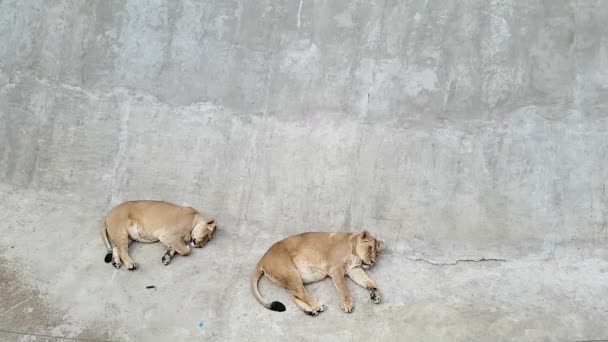 Две львицы, одна из которых беременна, лежат на бетонном покрытии в зоопарке и спят. Потом один из них просыпается и оглядывается. . — стоковое видео