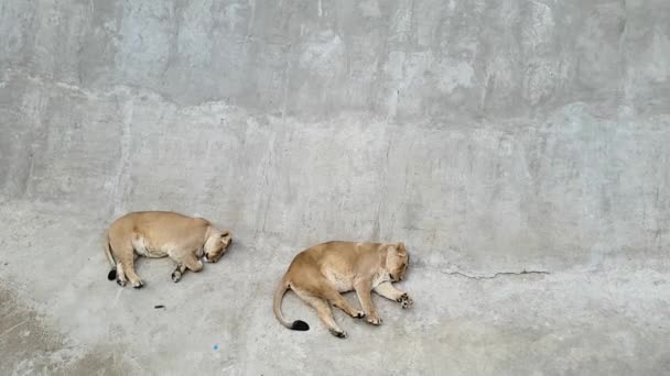 Two lionesses, one of whom is pregnant, lie on a concrete cover in a zoo and sleep. Then one of them starts to move its paws and continues to sleep. — Stock Video