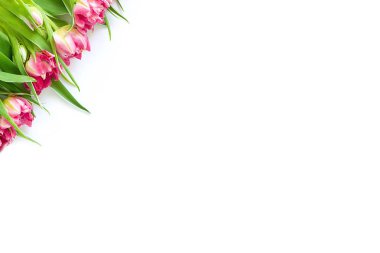 Beyaz arka planda çapraz duran pembe lale çiçeklerinin üst görüntüsü. Daire planı, tatil, hediye, kartpostal, uluslararası kadınlar günü, 8 Mart