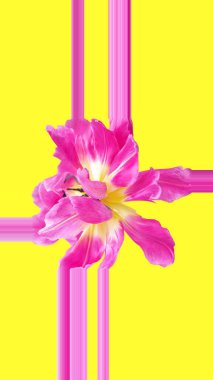 Pembe Terry lalesinin parlak sarı arka plandaki görüntüsü. Kavram geçmişi, çiçekler, tatil