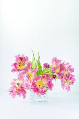 Beyaz zemin üzerinde pembe laleler olan cam dikdörtgen vazo manzarası. Kavram geçmişi, çiçekler, tatil