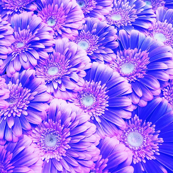 Widok Góry Purpurowe Gerbery Kwiaty Które Leżą Nawet Koncepcja Wakacje — Zdjęcie stockowe