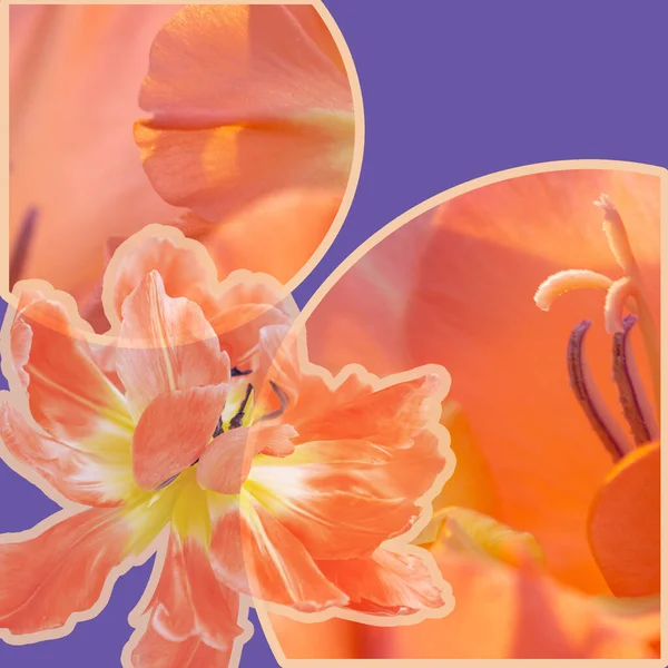 Collage Moderne Vue Une Fleur Tulipe Orange Sur Fond Violet — Photo