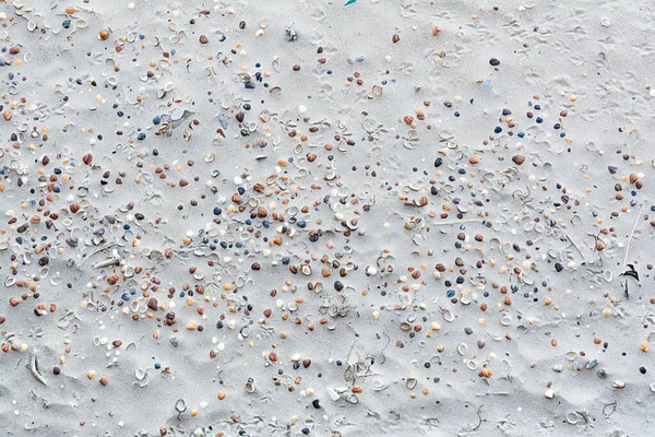 Background with a texture of sand gray shells and with traces of birds on the seashore. Concept background, texture
