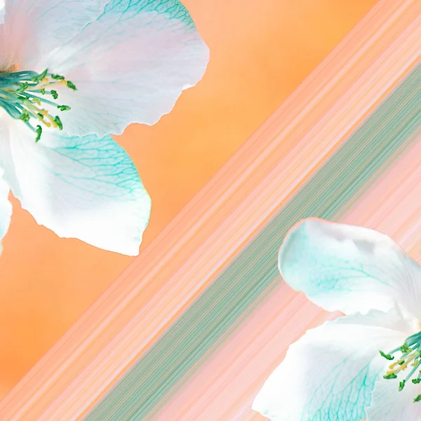 Collage Moderne Vue Des Fleurs Pommier Sur Fond Coloré Aux — Photo