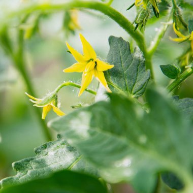 Sarı domates çiçeklerinin manzarası. Bol çiçeklenme var. Tarım bitkileri, çiçekler, arka plan, bahçe kavramı