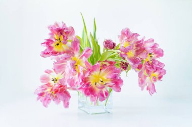 Beyaz zemin üzerinde pembe laleler olan cam dikdörtgen vazo manzarası. Kavram geçmişi, çiçekler, tatil
