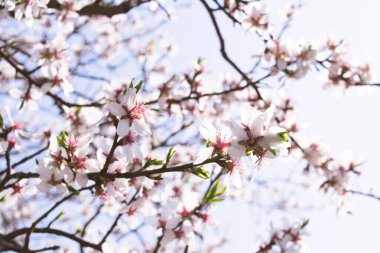 Güneşli bir günde mavi gökyüzüne karşı çiçek açan bir kayısı dalının görüntüsü. Bitki konsepti, manzara, arkaplan