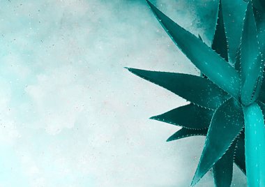 Heterojen dokuya sahip beton bir yüzeye yakın bir aloe vera bitkisinin yapraklarının üst görüntüsü. Bitki konsepti, arkaplan, düz düzen.