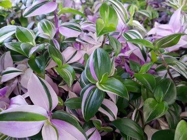 View of the colorful leaves of a plant tradiscantia of green white and purple. Plant concept, background clipart