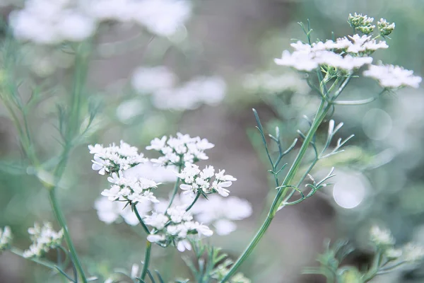 Вид Білі Квіти Трав Янистої Рослини Зеленому Тлі Красивим Боке — стокове фото