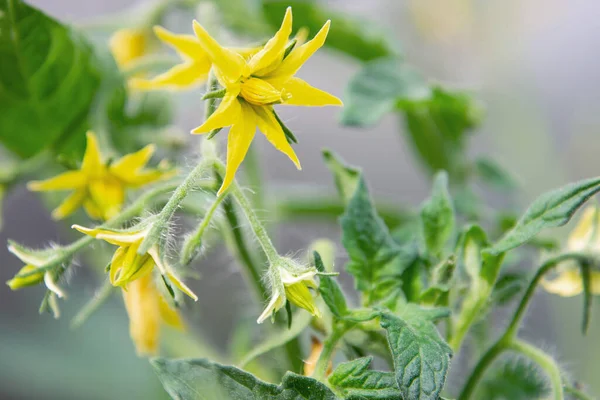 View of yellow tomato flowers. Abundant flowering. The concept of agricultural plants, flowers, background, garden