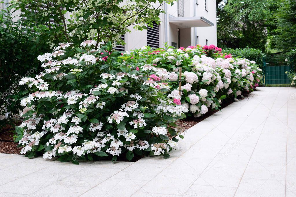 View of the path near the building made of natural stone, along which hydrangea of different varieties grows. The concept of landscape design, garden, plant growing