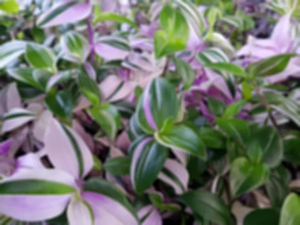 Uitzicht Kleurrijke Bladeren Van Een Plant Tradiscantia Van Groen Wit — Stockfoto