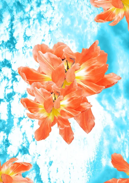 Collage Contemporain Des Tulipes Orange Vif Sur Fond Ciel Bleu — Photo