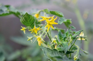 Sarı domates çiçeklerinin manzarası. Bol çiçeklenme var. Tarım bitkileri, çiçekler, arka plan, bahçe kavramı
