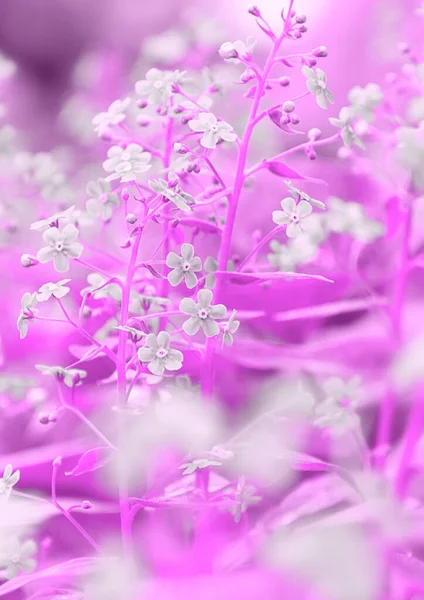 Vista Prado Florescente Flores Primavera Tonificação Conceito Abstração Plantas — Fotografia de Stock